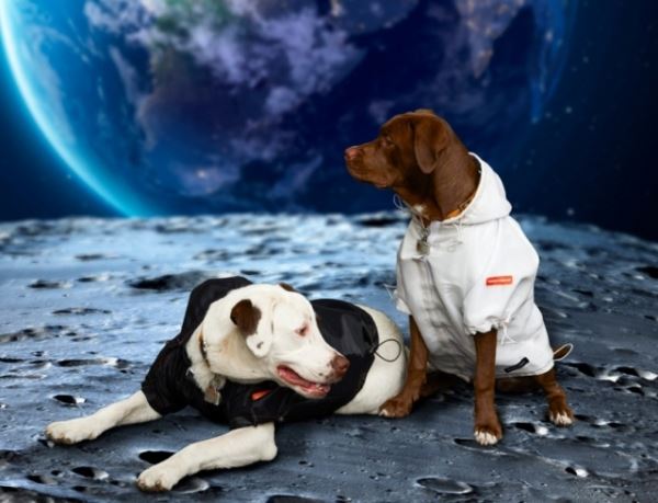 Четвероногим модникам очень повезло: Heron Preston и NASA выпустили "космическую" коллекцию одежды для собак (ФОТО)